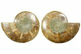 Cut & Polished Ammonite Fossil - Madagascar #369552-1